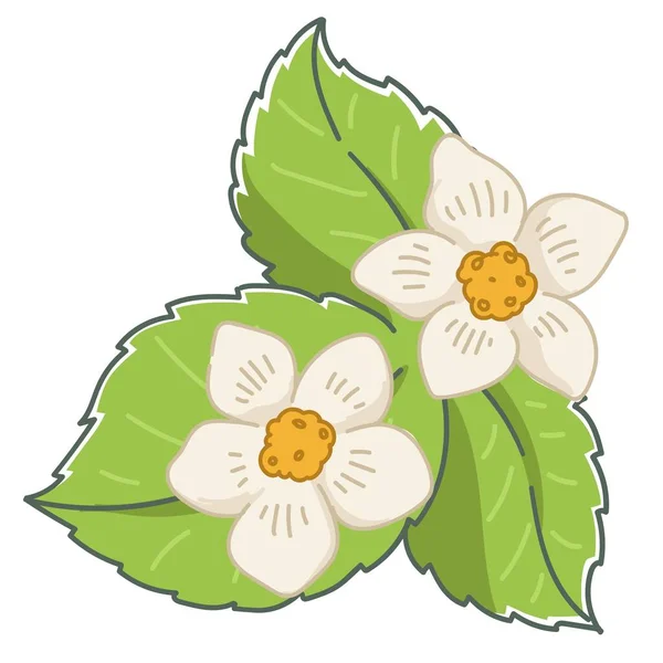 成長するイチゴ、葉、開花する花 — ストックベクタ