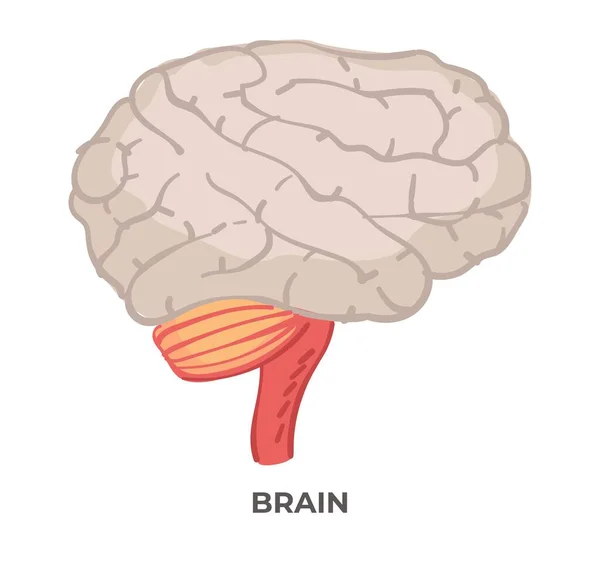 Organo Del Corpo Umano Parte Cerebrale Isolata Dettaglio Tipo Persona — Vettoriale Stock