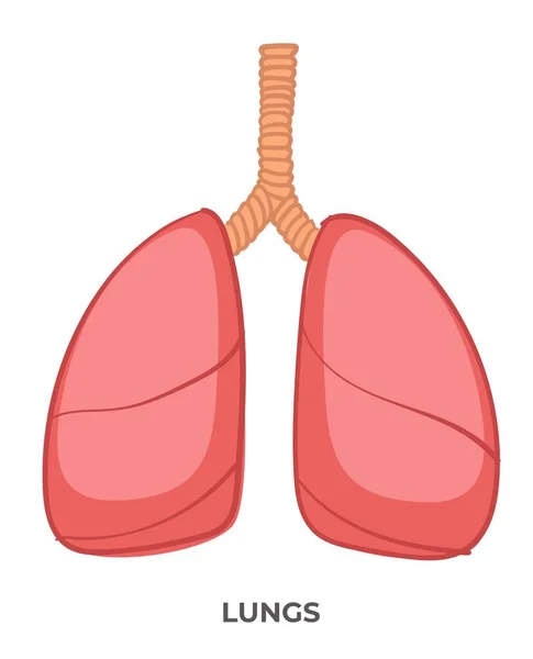 Lezioni Anatomia Assistenza Sanitaria Icona Isolata Dell Organo Umano Polmoni — Vettoriale Stock