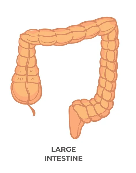 Intestino Grosso Intestino Ícone Isolado Com Inscrição Última Parte Tratado —  Vetores de Stock