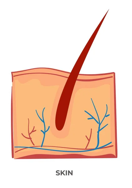 Strato Tessuto Esterno Morbido Flessibile Che Copre Corpo Dei Vertebrati — Vettoriale Stock