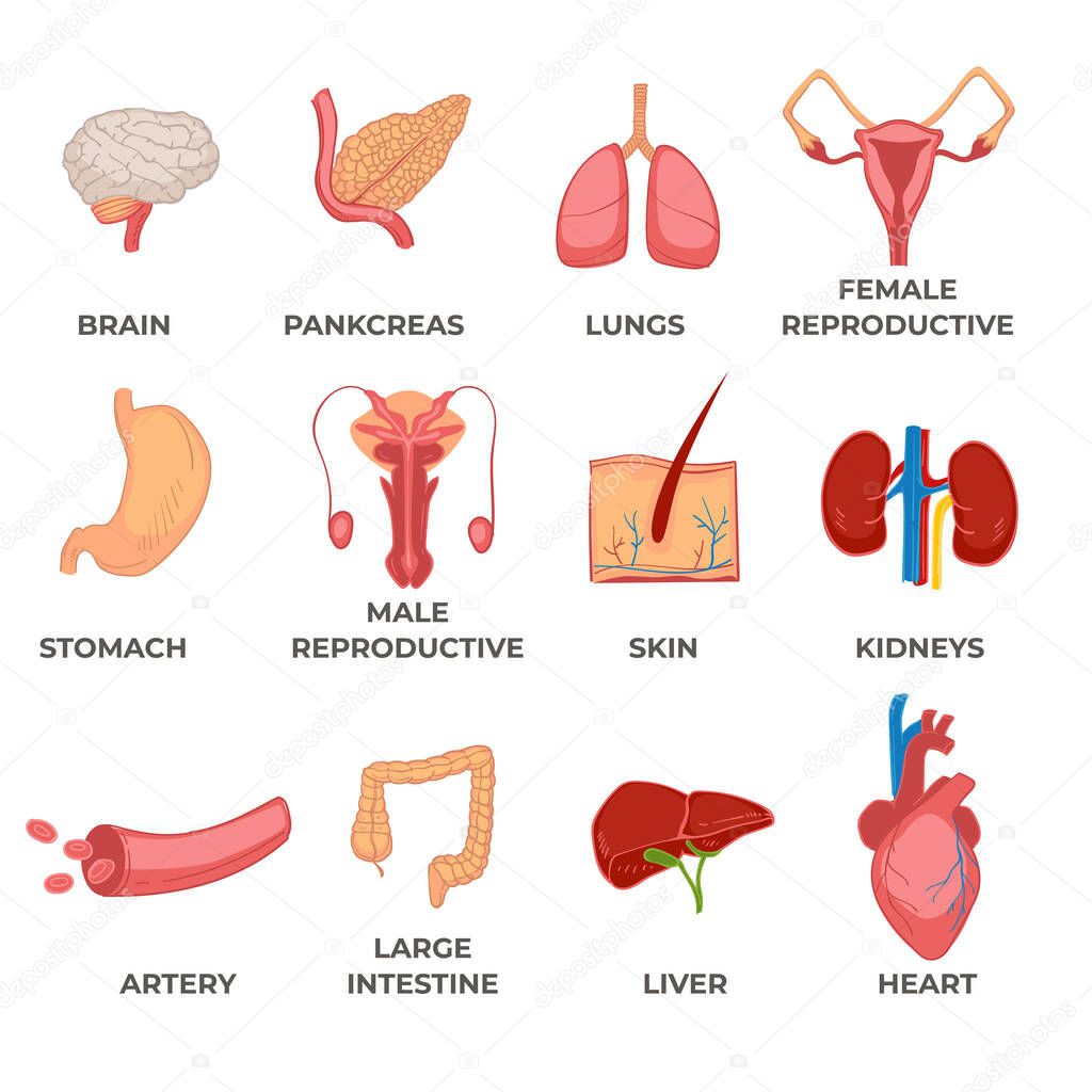 Parts and organs of human body, isolated icons with inscriptions. Heart and brain, kidneys and lungs, stomach and pancreas, skin and reproductive systems of men and women. Vector in flat style