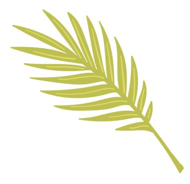 Canavar yaprağı tropikal bitki, egzotik botanik vektörü