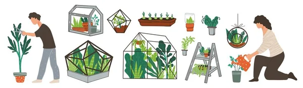 Pomerančová nebo skleníková, růst rostlin a botanika — Stockový vektor