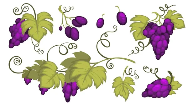 Cultivando uvas com bagas e folhas ramos —  Vetores de Stock