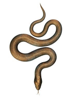 Bronze Snake isolated on White Background. 3D illustration clipart
