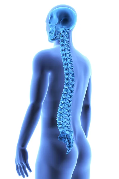 El cuerpo humano - columna vertebral. Efecto de rayos X — Foto de Stock