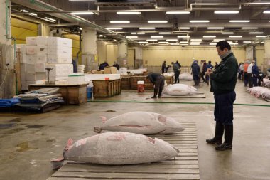 Tokyo, Japonya - 22 Ocak 2016: Tokyo, Tokyo 'daki Tsukiji Balık Pazarı' nda ton balığı açık artırmasında alıcılar, balık örneklerinin tutarlılık ve kalitesini ölçmek için balık örneklerini inceliyor