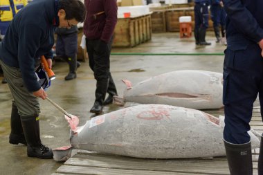 Tokyo, Japonya - 22 Ocak 2016: Tokyo, Tokyo 'daki Tsukiji Balık Pazarı' nda ton balığı açık artırmasında alıcılar, balık örneklerinin tutarlılık ve kalitesini ölçmek için balık örneklerini inceliyor