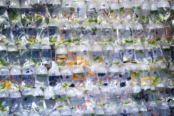 Mong Kok, Hong Kong piyasasında Japon balığı.