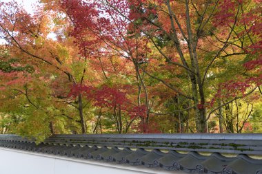 Japon Bahçe ormanında sonbahar.