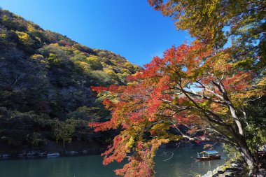 Japonya'da sonbahar orman