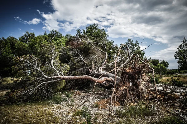 Large fallen tree — Stock Photo, Image