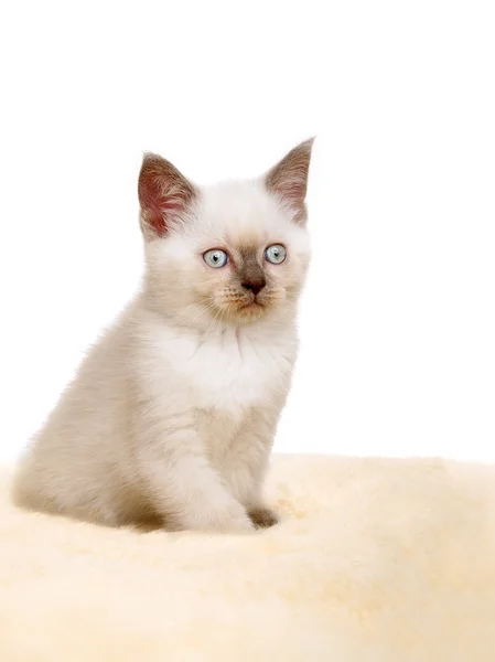 Portrait des britischen Kurzhaarkätzchens sitzend, Farbe Point. — Stockfoto