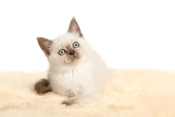 Портрет, Британська короткошерста кошеня сидять, колір точки кольору. — стокове фото