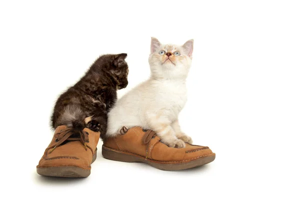 Retrato de dois britânicos Shorthair Gatinhos sentado em sapatos masculinos . — Fotografia de Stock