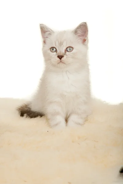 Retrato de British Shorthair Kitten sentado, color punto de color . — Foto de Stock