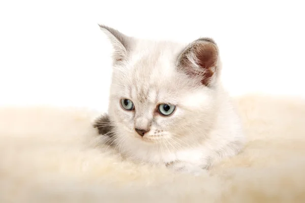 Retrato de Britânico Shorthair Kitten sentado, cor de ponto . — Fotografia de Stock