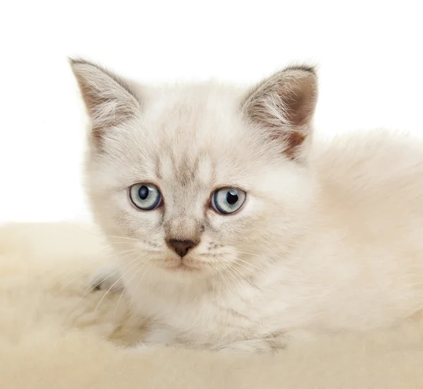 Портрет, Британська короткошерста кошеня сидять, колір точки кольору. — стокове фото