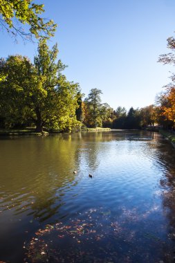 Nehir ve güneşli gün ağaçlarda peyzaj