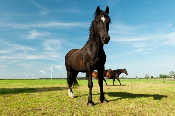 Foto do jovem cavalo hanoveriano — Fotografia de Stock