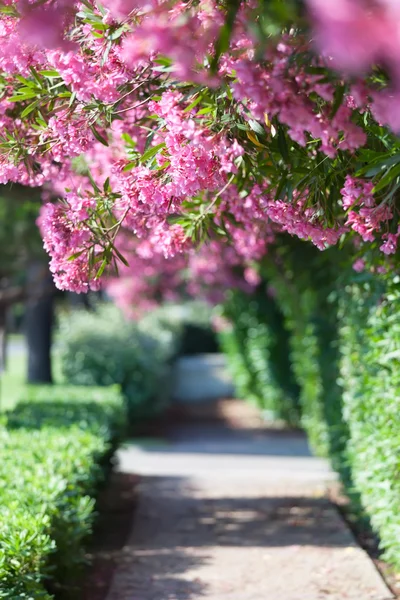 Trees with pink and red blossoms — Stock Photo, Image