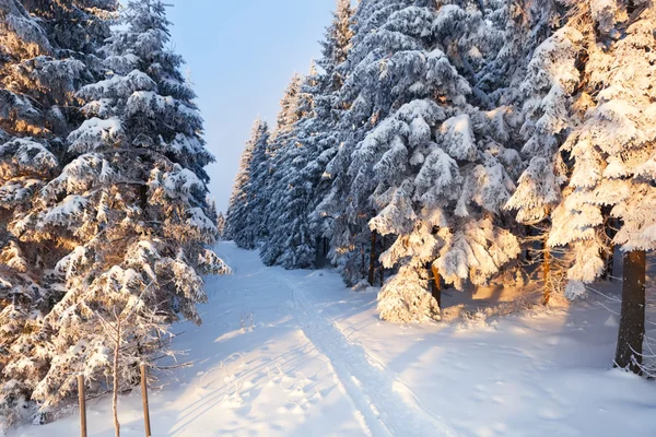 Χειμώνας δάσος, στα βουνά harz, Γερμανία — Φωτογραφία Αρχείου