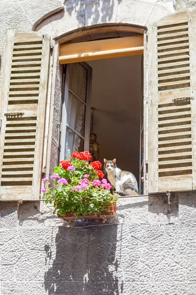 Janela de casa rural velha e uma flor — Fotografia de Stock