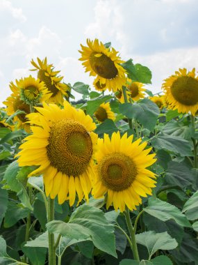 Alan ayçiçeği alanında