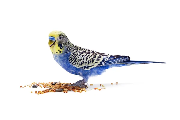 Синий волнистый попугай ест пищу на белом фоне — стоковое фото