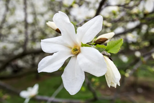 Bella magnolia bianca con messa a fuoco morbida — Foto Stock