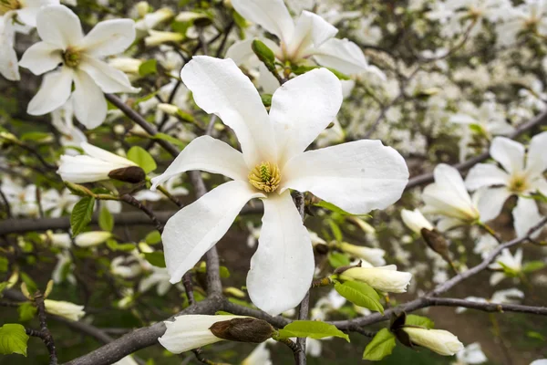 Bella magnolia bianca con messa a fuoco morbida — Foto Stock