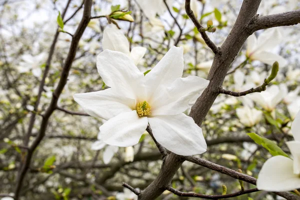 Bella magnolia bianca con messa a fuoco morbida — Foto Stock