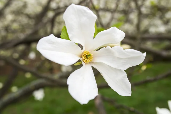 Bella magnolia bianca con messa a fuoco morbida — Foto Stock