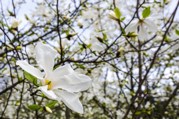 Bella magnolia bianca con messa a fuoco morbida — Foto Stock