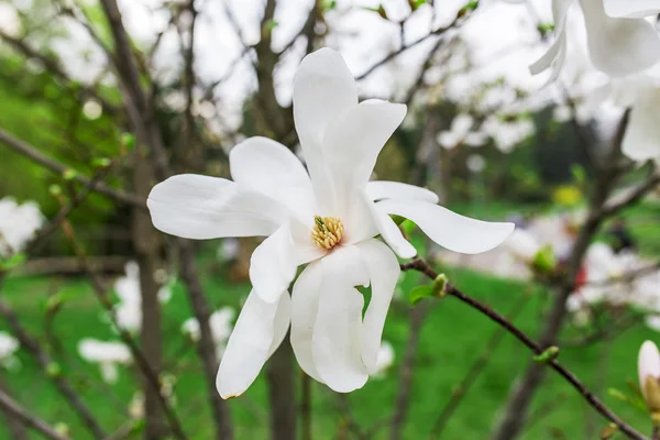 Bella magnolia bianca con messa a fuoco morbida — Foto Stock