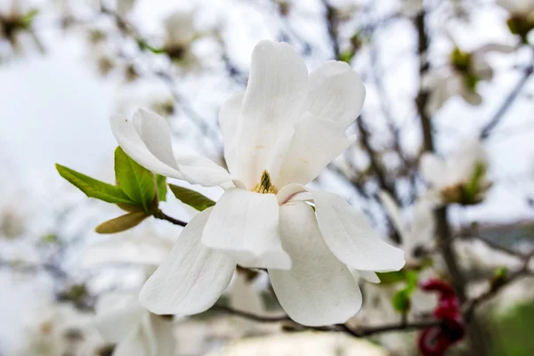 Bella magnolia bianca con messa a fuoco morbida — Foto Stock