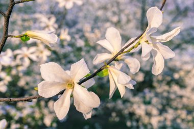 Güzel beyaz Manolya yumuşak odak ile