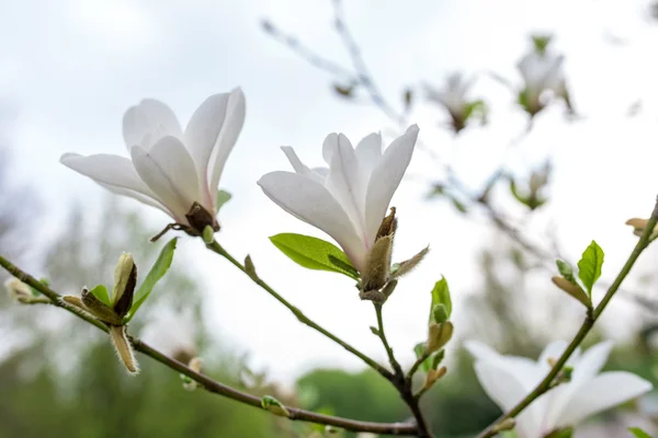 Bella magnolia bianca con messa a fuoco morbida — Foto Stock