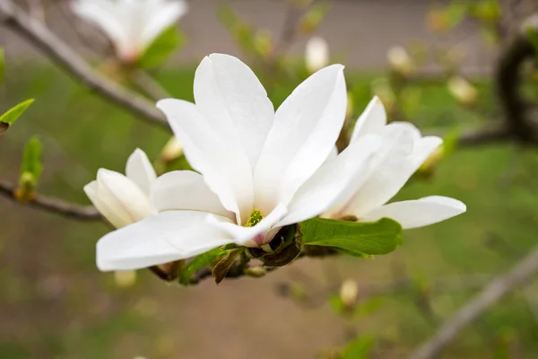 Vacker vit magnolia med mjukt fokus — Stockfoto