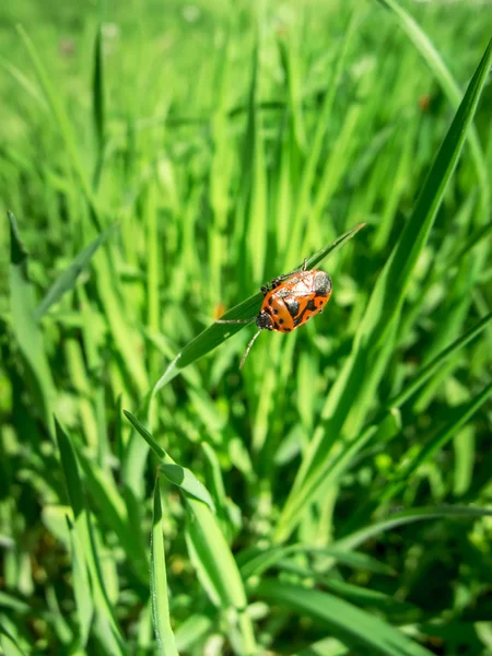 Besouro bug-soldado na grama verde, besouro preto vermelho — Fotografia de Stock