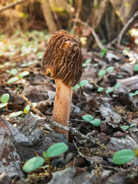 Morel cogumelo na floresta com foco suave (o morel comestível ) — Fotografia de Stock