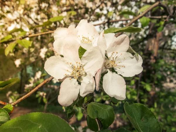 Blommande äppelträd på våren. — Stockfoto