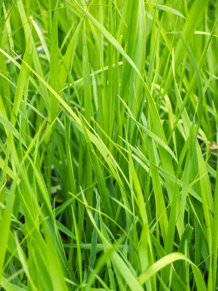 Zelený sněhová vločka / zelené trávy closeup — Stock fotografie