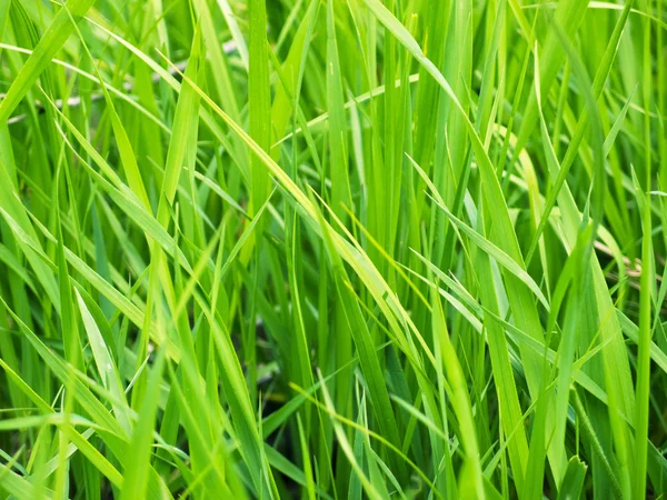 พื้นหลังหญ้าสีเขียว / หญ้าสีเขียว closeup — ภาพถ่ายสต็อก