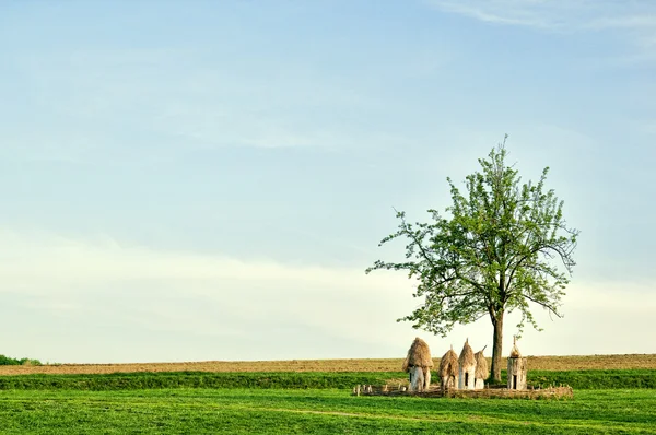 Las colmenas ucranianas de madera en el campo bajo el árbol — Foto de Stock