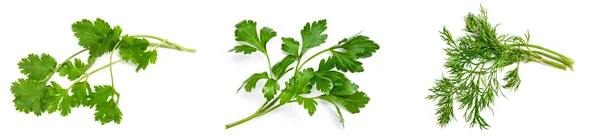 Parsley, cilantro, dill on a white background — Stock Photo, Image