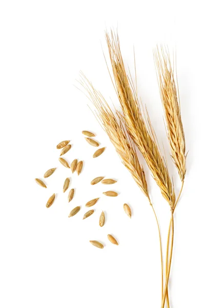 Épillets et grains de blé sur fond blanc — Photo