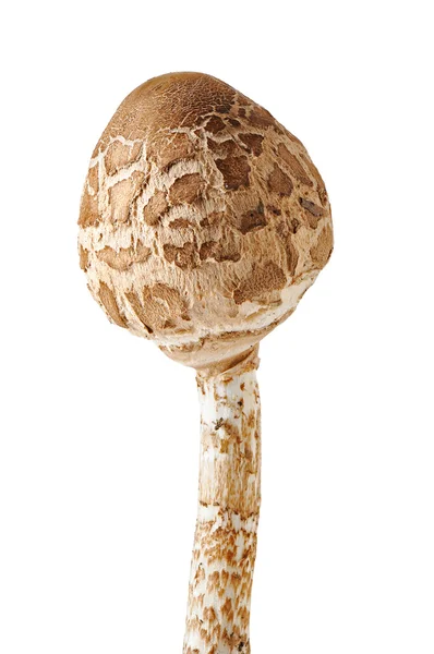 Mushroom paddestoel op een witte achtergrond — Stockfoto