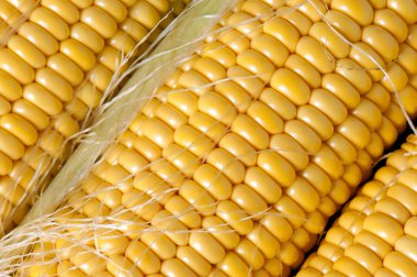 Olgun Mısır closeup taneleri